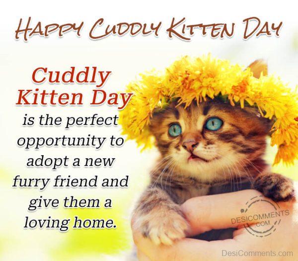 Cuddly Kitten Day Is The Perfect