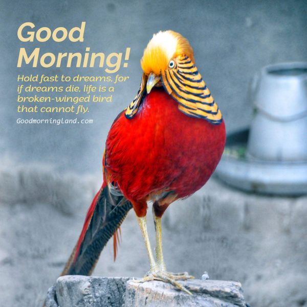 Awesome Good Morning Birds Image