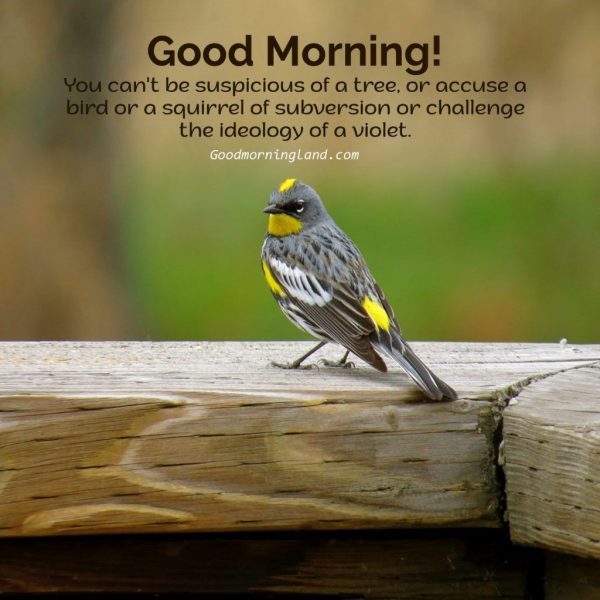 Awesome Good Morning Birds Message Pic