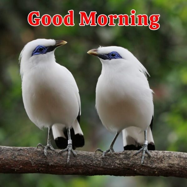 Awesome Good Morning Birds Pic
