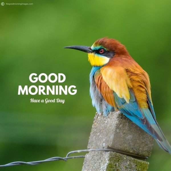 Awesome Good Morning Birds Picture