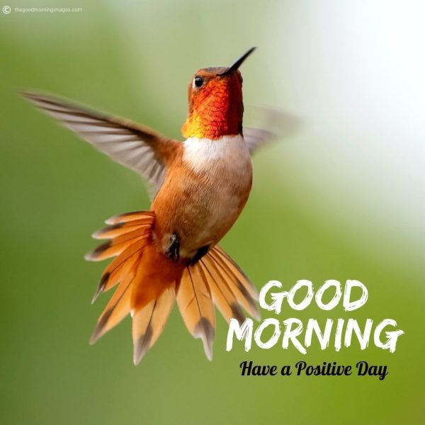 Beautiful Birds Fly Good Morning Image
