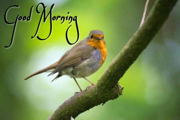 Beautiful Birds Good Morning Pic