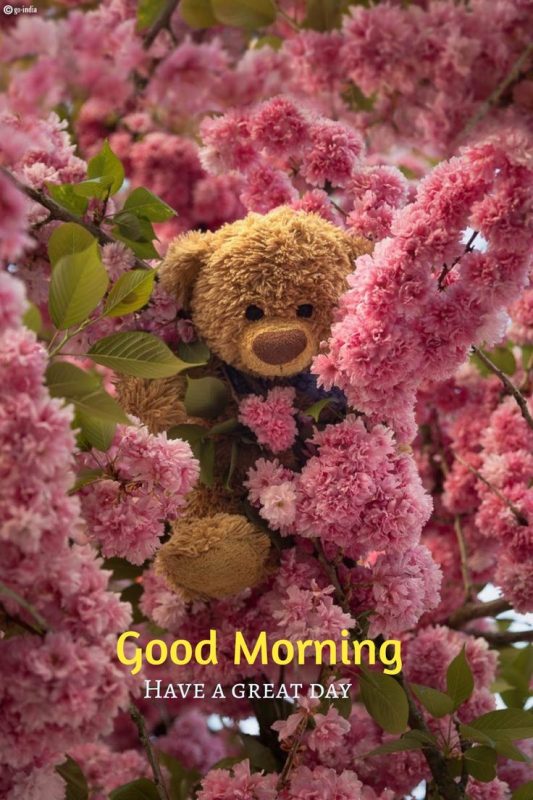 Beautiful Flower Taddy Good Morning Wish Image