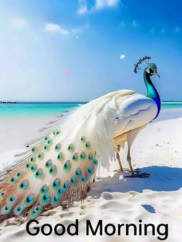 Beautiful Good Morning Peacock Bird Image