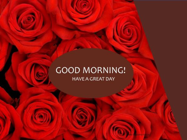 Beautiful Good Morning Rose Have A Great Day Image
