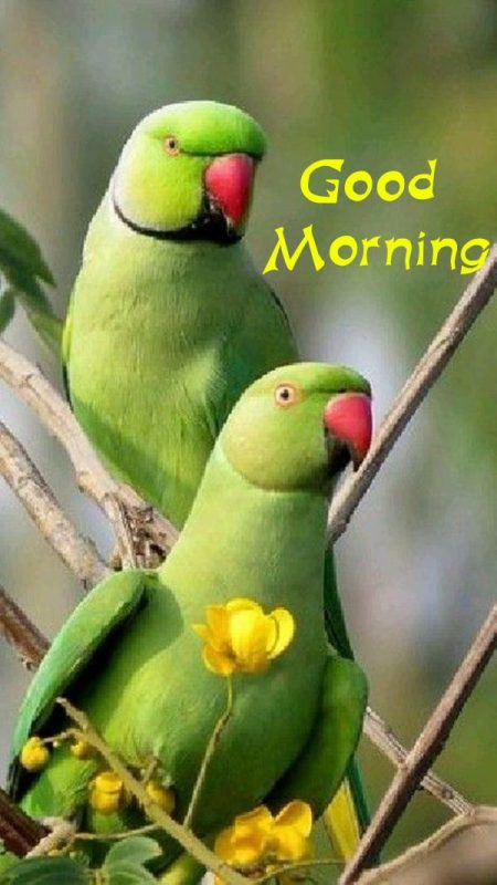 Beautiful Pictures Of Birds And Flowers Pic