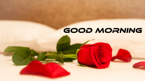 Beautiful Rose Good Morning Image