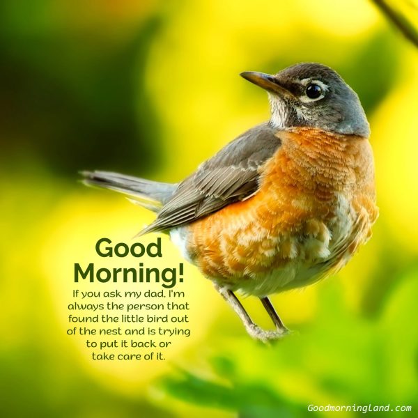 Best Good Morning Birds For Youphoto
