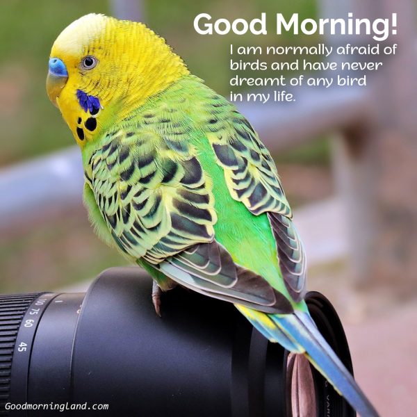 Fantastic Good Morning Birds Pic