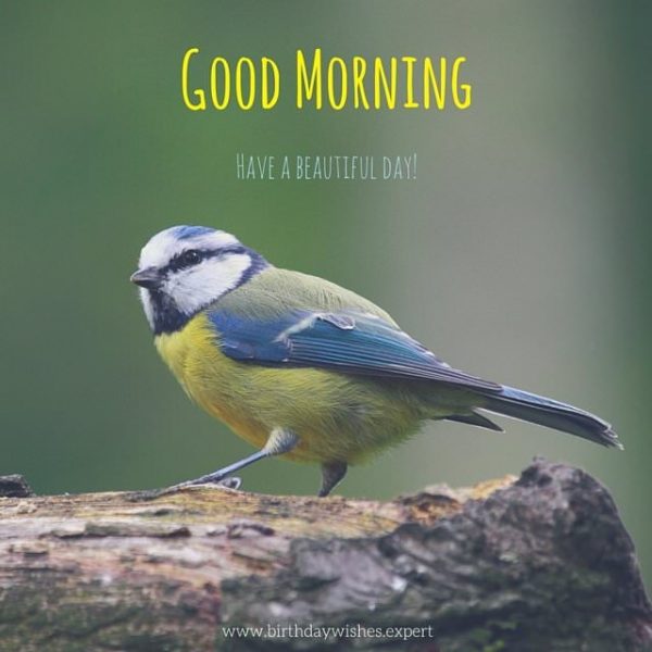 Good Morning Beautiful Bird Pic