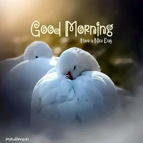 Good Morning Beautiful Birds Image