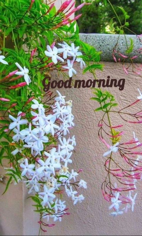 Good Morning Beautiful Flowers Image