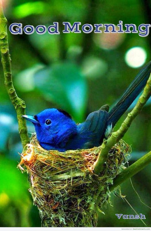 Good Morning Bird In Nest Status