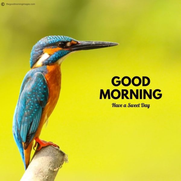 35+ Good morning Birds Images