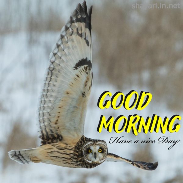Good Morning Birds Photo