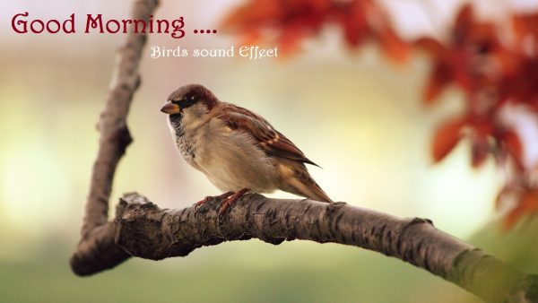 Good Morning Birds Sound Wish Pic