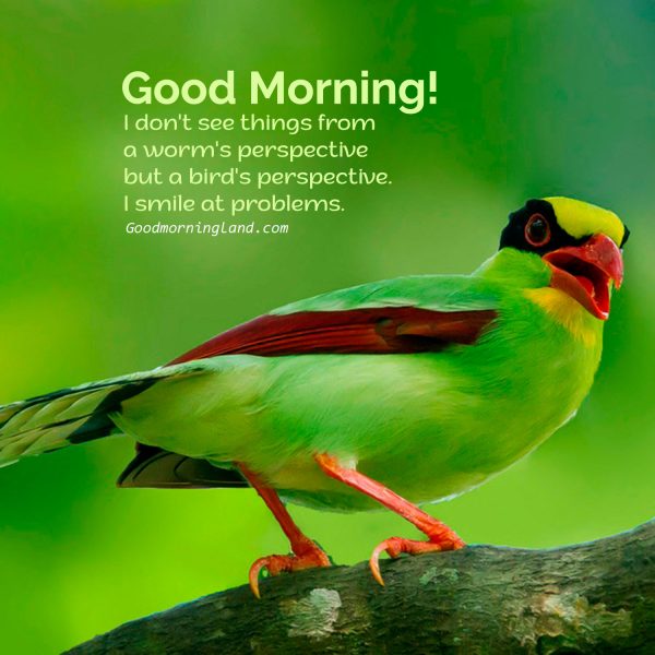 Good Morning Cute Bird Image