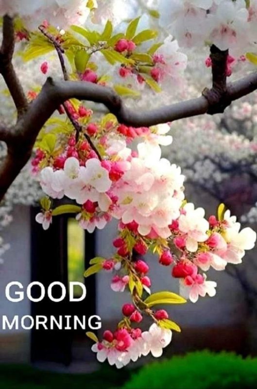 Good Morning Cute Flowers