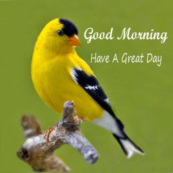Good Morning Have A Great Day Birds Image