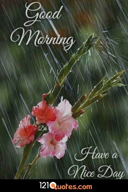 Good Morning Have A Nice Day Image With Red Rose And Rain Picture