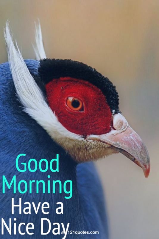 Good Morning Have A Nice Day With Birds Image