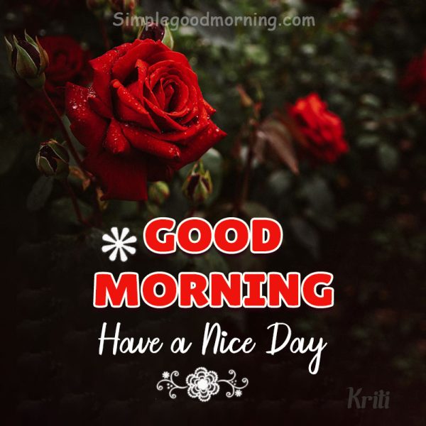 Good Morning Red Rose Have A Nice Day Image