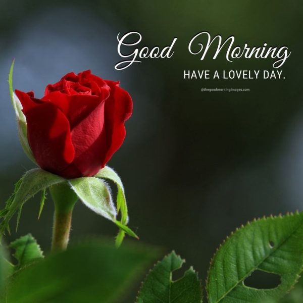 Good Morning Red Rose Image