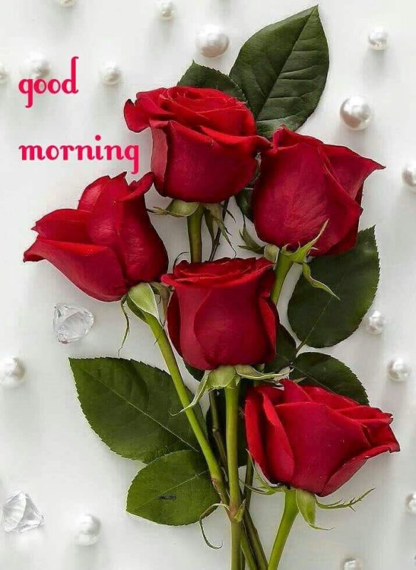 Good Morning Red Rose With Red Rose Image