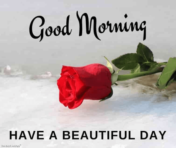 Good Morning Red Rose Have A Beautiful Image