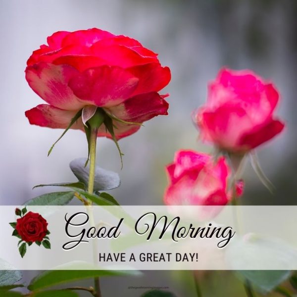 Good Morning Rose Have A Great Day Image