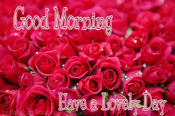 Good Morning Rose Have A Lovely Day Image