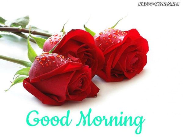 Good Morning Rose Red Image