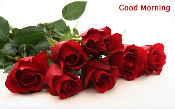 Good Morning With Beautiful Red Rose Flower Image