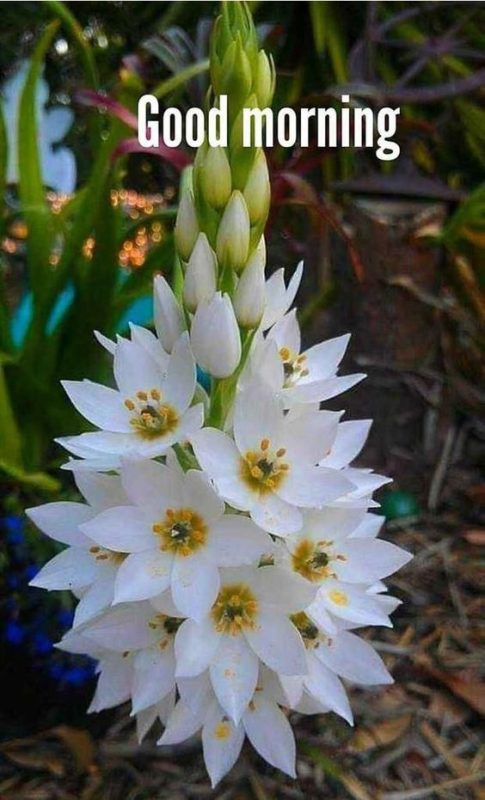 Good Morning With Beautiful White Flowers