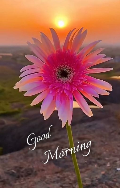 Good Morning With Nice Flowers Image