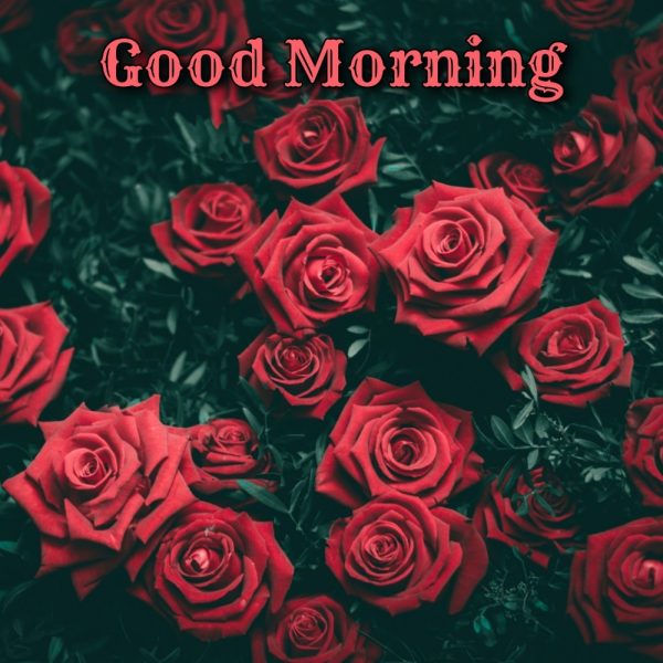 Good Morning With Red Rose Flower Image