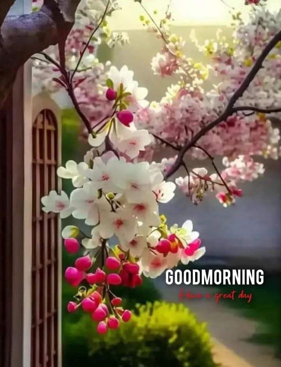 35+ Good Morning Beautiful Flowers Images - Desi Comments