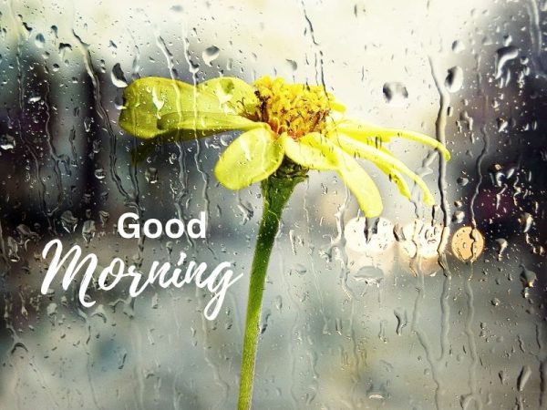 Rainy Good Morning Images