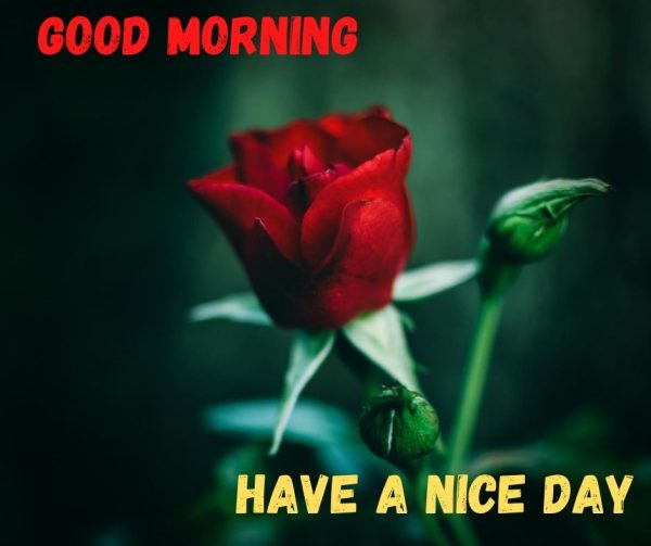 Rose Morning Have A Nice Day Image