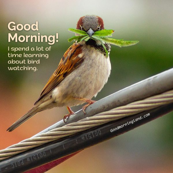 Start Your Morning By Sharing Beautiful Birds Image