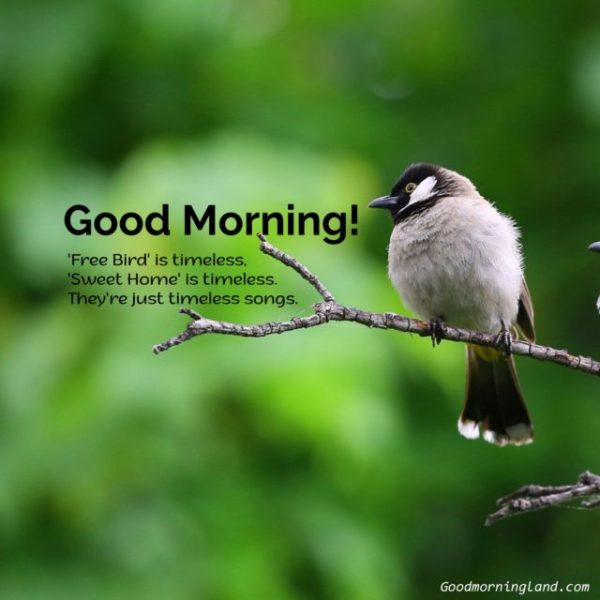 Very Good Morning Bird Pic
