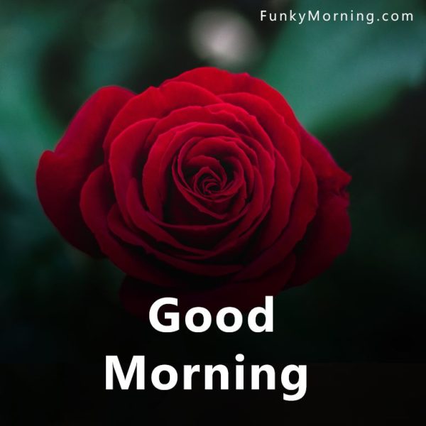 Wonderful Rose Good Morning Image
