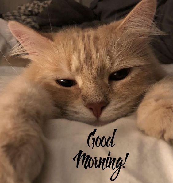 45+ Good Morniong Wishes Cute Cat Images - Desi Comments