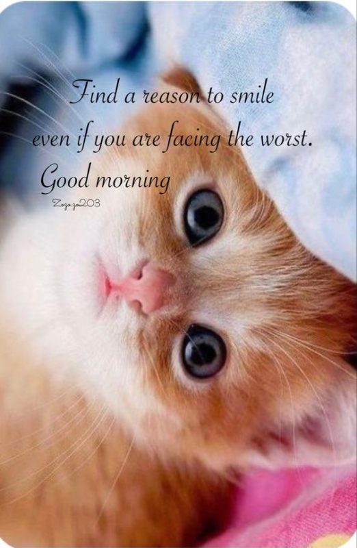 Find A Reason To Smile If You Are Facing A Worst Good Morning Cat