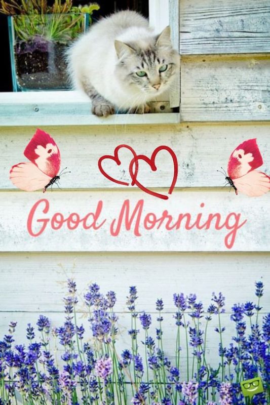 Good Morning Cat Have A Fantastic Day