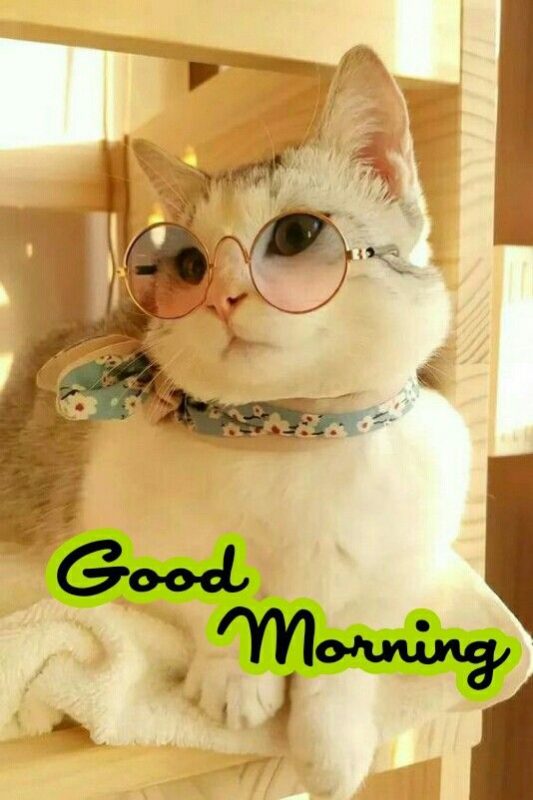 Good Morning Cat Have A Happy Day