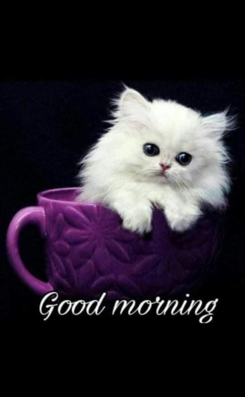 Good Morning Cat Have A Nice And Happy Day