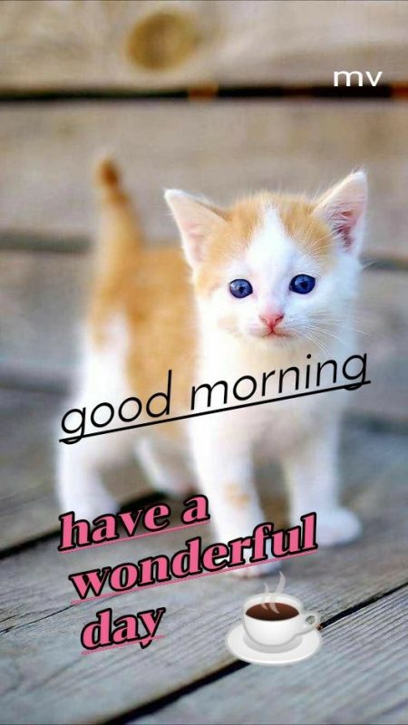 Good Morning Have A Wonderful Day Cat