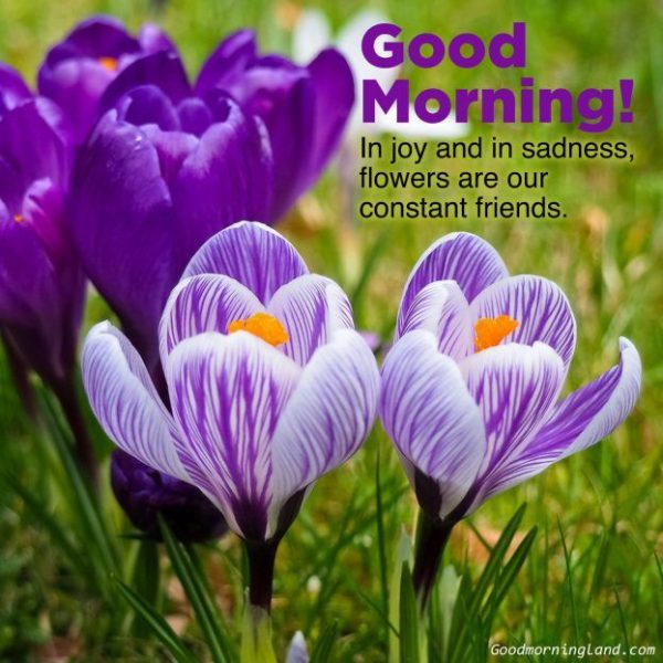 Good Morning In Joy And In Sadness Flowers Are Our Constant Friends